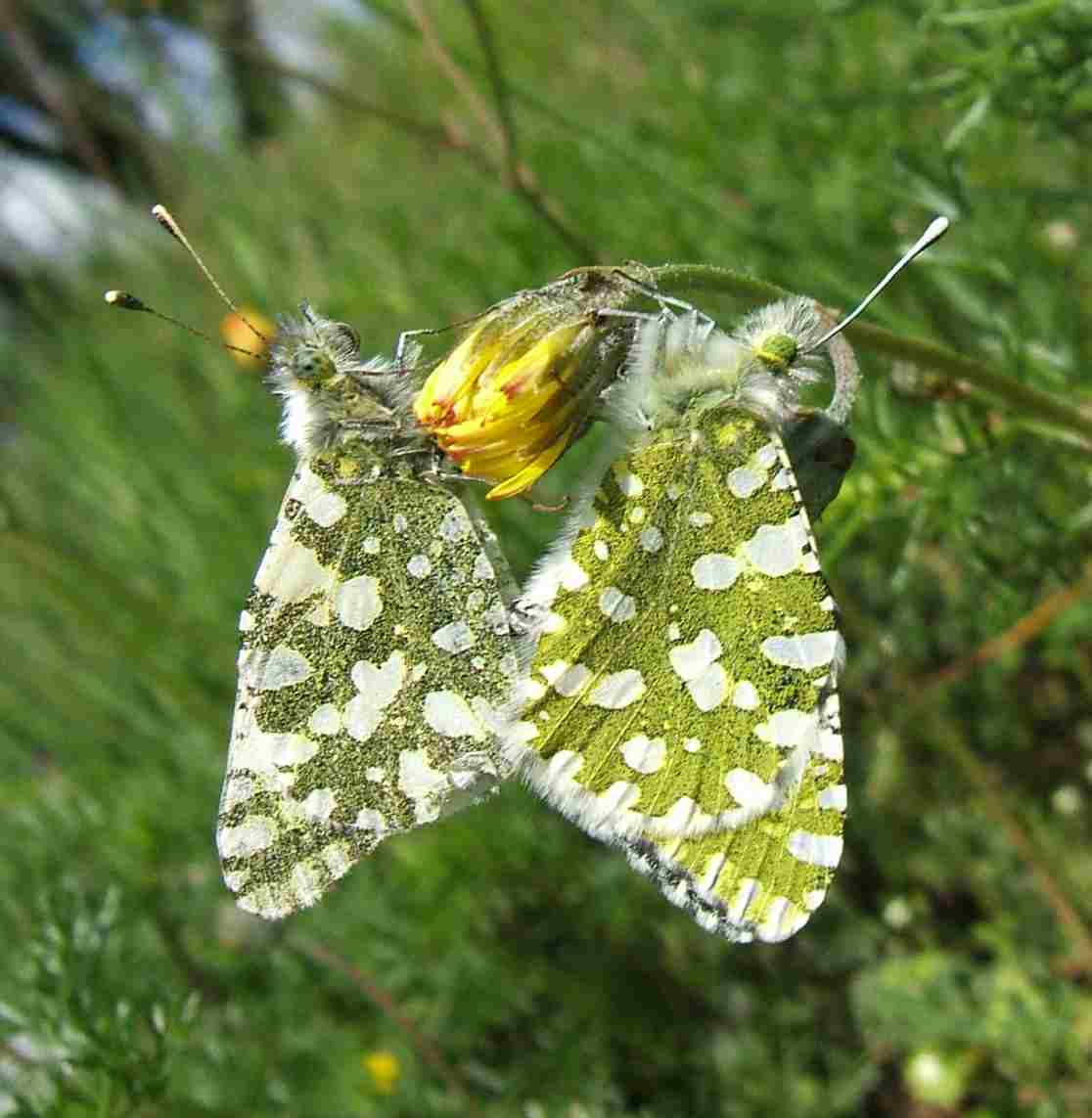 Euchloe crameri Euchloe crameri